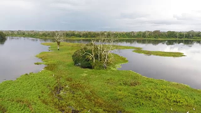 白鹭，湿地，帕卡亚撒玛利亚，秘鲁亚马逊，秘鲁视频下载