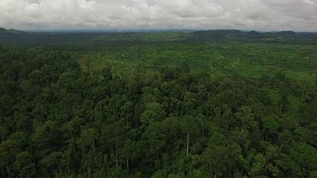 显示大片森林被砍伐的区域用于生产棕榈油视频素材