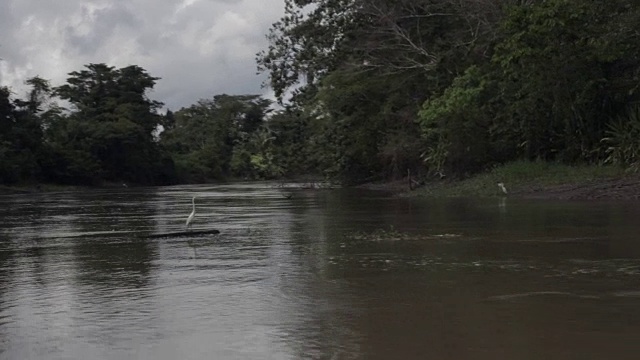 秘鲁亚马逊河乌卡亚利河支流上的大白鹭视频下载