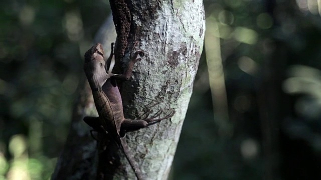 西叶蜥蜴，秘鲁亚马逊，秘鲁视频素材
