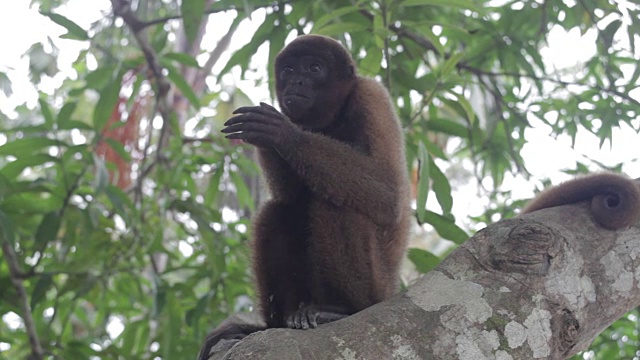 毛猴，亚马逊，秘鲁视频素材