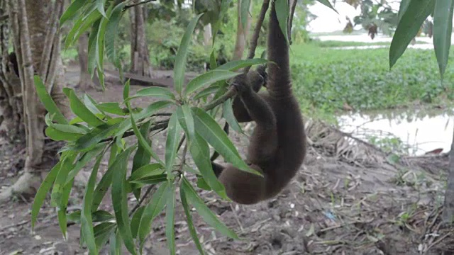 毛猴，亚马逊，秘鲁视频下载