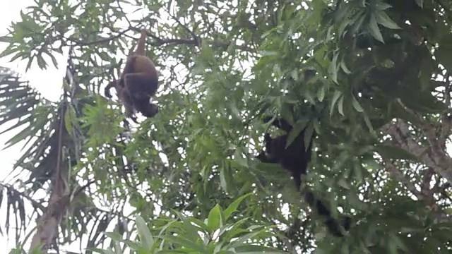 毛猴，亚马逊，秘鲁视频下载