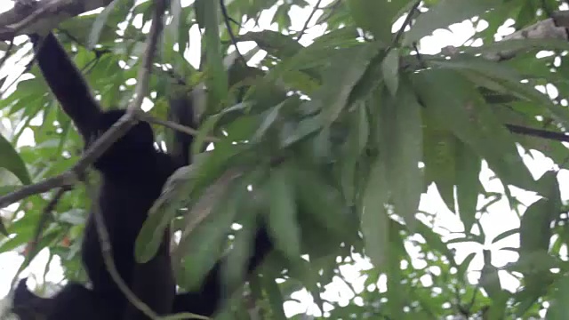 毛猴，亚马逊，秘鲁视频素材