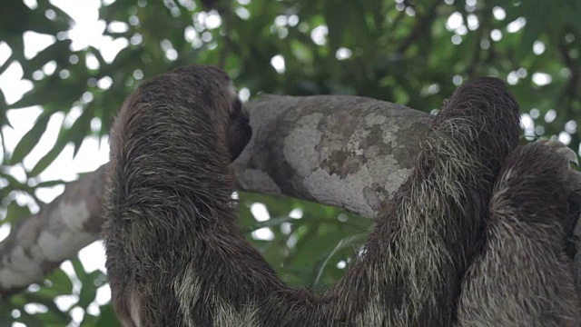 棕色喉咙，三趾树懒，秘鲁亚马逊，秘鲁视频素材