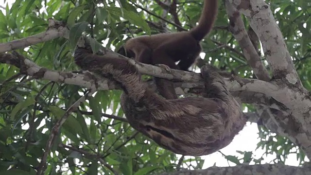 棕色喉咙，三趾树懒，秘鲁亚马逊，秘鲁视频素材