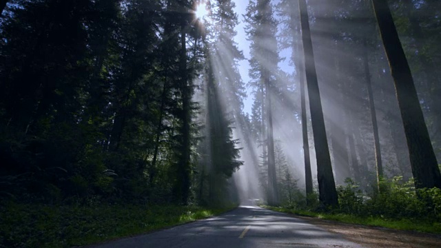 红木森林，阳光和雾，红木国家公园，加州视频下载