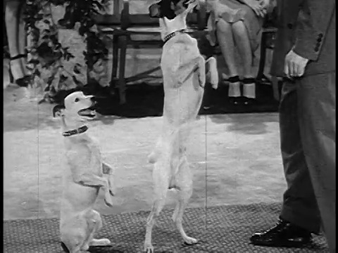 1954年，一只狗用后腿跳过了另一只狗，后者坐在靠近人腿的地方视频素材