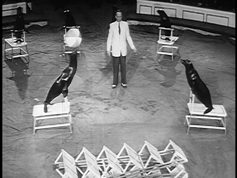 1955年高角度两只海豹在玩沙滩球，与人和其他海豹一起观看马戏团表演视频素材
