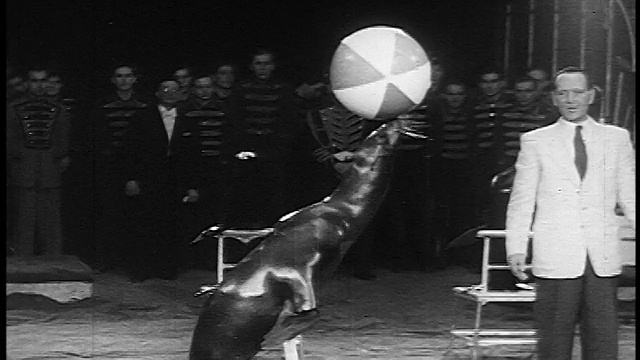 1955年的海豹在鼻子上平衡沙滩球，然后把它扔给背景中的马戏团/人中的第二只海豹视频素材