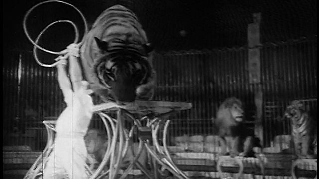 1955年，马戏团里的人举着老虎跳过两个圆环视频素材