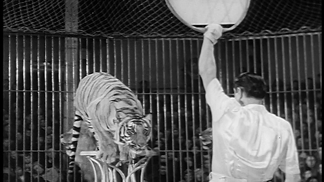 1955年潘老虎在马戏团教练手中的纸盘上跳跃视频下载