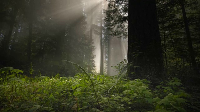 红木森林，阳光和雾，红木国家公园，加州视频下载