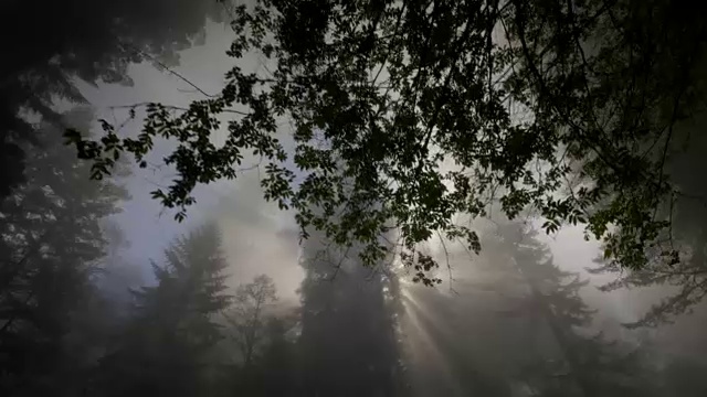 红木森林，阳光和雾，红木国家公园，加州视频素材