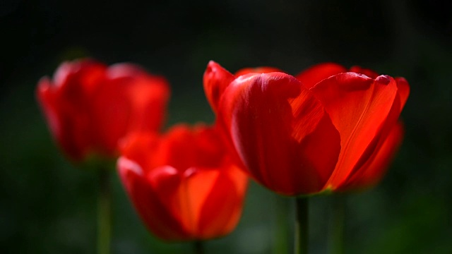 深红色的郁金香在春天的阳光下闪闪发光视频素材
