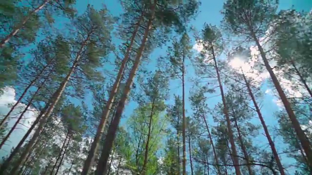 慢镜头:车窗外的森林视频素材
