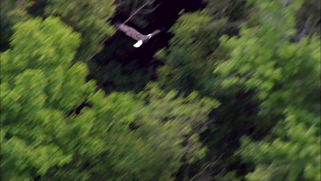 秃鹰飞行-鸟瞰图-阿肯色州，巴克斯特县，美国视频素材