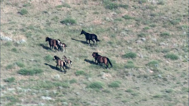 野马在野马保护区-鸟瞰图-南达科他，福尔里弗县，美国视频素材