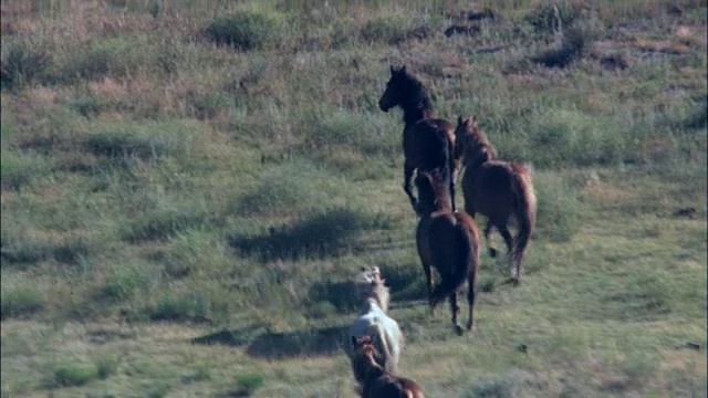 野马在野马保护区-鸟瞰图-南达科他，福尔里弗县，美国视频素材