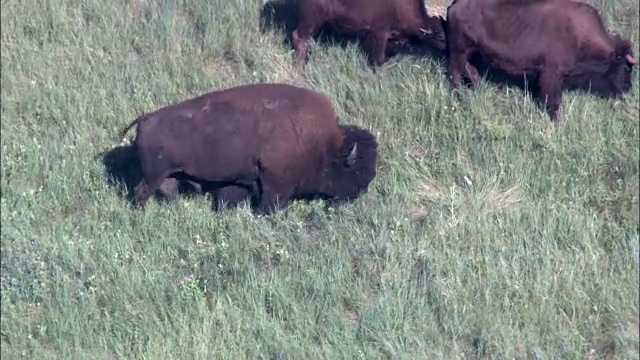 水牛放牧在库斯特公园-鸟瞰图-南达科塔，库斯特县，美国视频素材