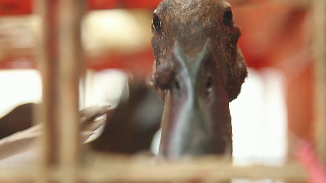 动物市场笼子里的鸭头。视频素材