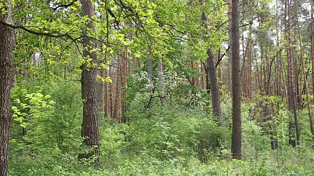 森林野餐。视频素材