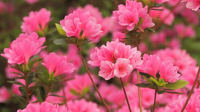 粉红色的花朵视频下载