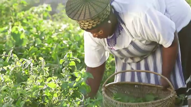 太阳升起，非洲女商人采摘草药视频素材