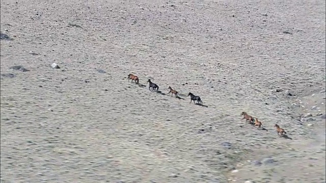 野马和羚羊一起奔跑-鸟瞰图-怀俄明，弗里蒙特县，直升机拍摄，空中视频，电影，建立拍摄，美国视频素材