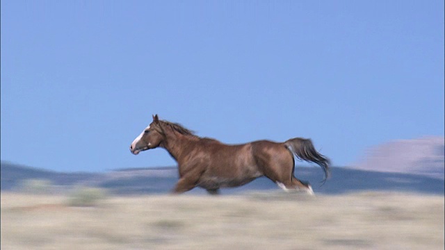 Lone Mustang在景观-鸟瞰图-怀俄明，弗里蒙特县，直升机拍摄，空中视频，电影，建立拍摄，美国视频素材