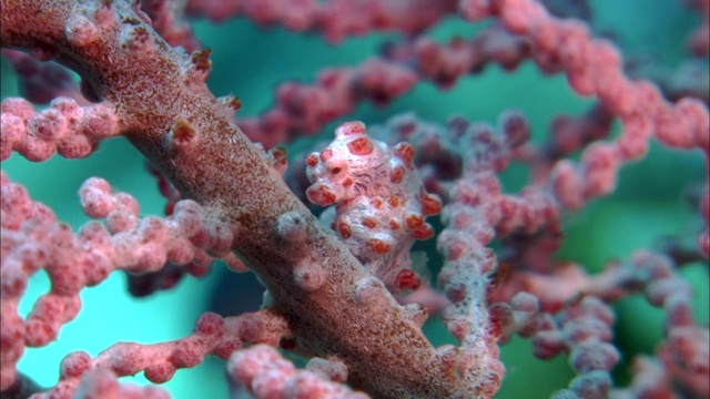印度尼西亚西巴布亚岛珊瑚礁海扇上的侏儒海马(海马体属)视频素材