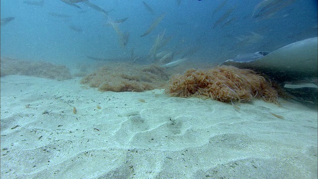 在南非的海底，黄貂鱼(Dasyatis sp.)干扰蝴蝶鳐(Gymnura sp.)视频下载