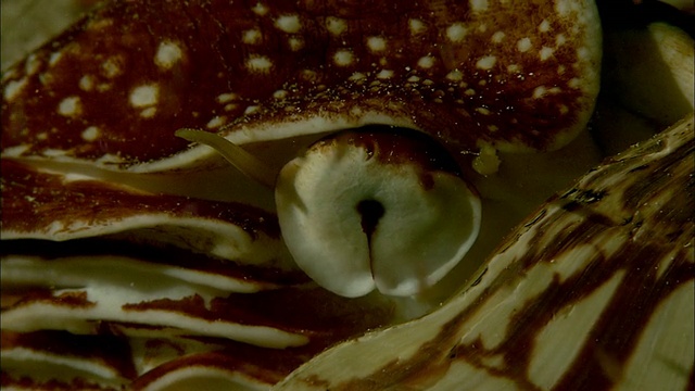 新喀里多尼亚夜间珊瑚礁上有房间的鹦鹉螺(庞皮利留斯鹦鹉螺)的眼睛视频素材