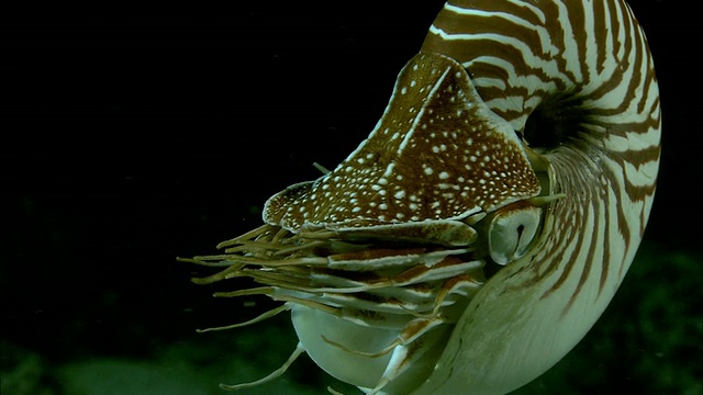 有房间的鹦鹉螺(鹦鹉螺庞皮利乌斯)夜间在新喀里多尼亚的珊瑚礁上游泳视频素材