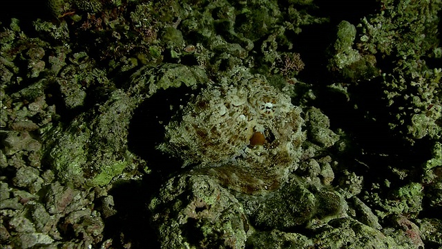 伪装章鱼(八爪章鱼科)在夜间爬上新喀里多尼亚的珊瑚礁视频素材