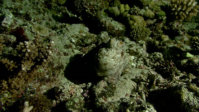 新喀里多尼亚的章鱼(章鱼科)晚上在珊瑚礁上改变颜色和纹理视频素材