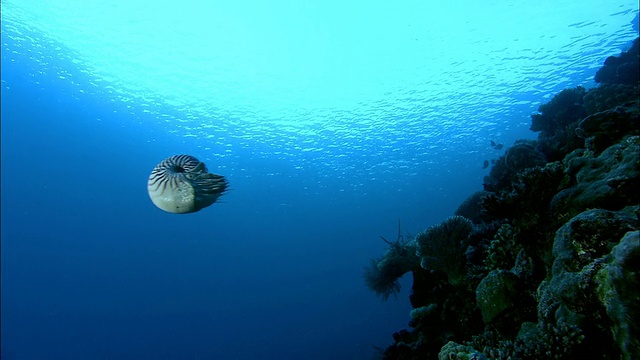 黄昏时分，有房间的鹦鹉螺(鹦鹉螺庞皮利乌斯)在新喀里多尼亚的珊瑚礁上游泳视频素材