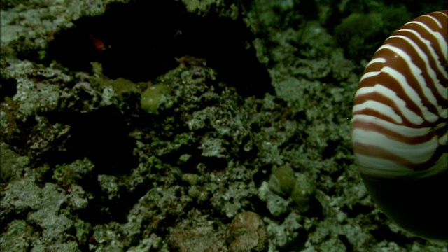 有房间的鹦鹉螺(鹦鹉螺庞皮利乌斯)夜间在新喀里多尼亚的珊瑚礁上游泳视频素材