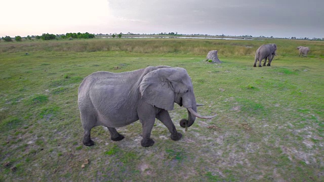 大象在丛林中移动视频素材