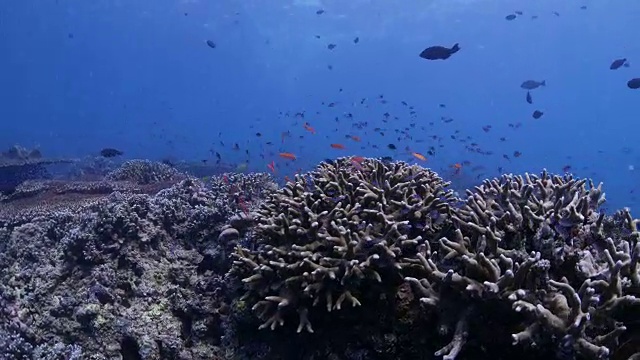 七弦琴尾花在美丽的珊瑚礁中游动(4K)视频下载