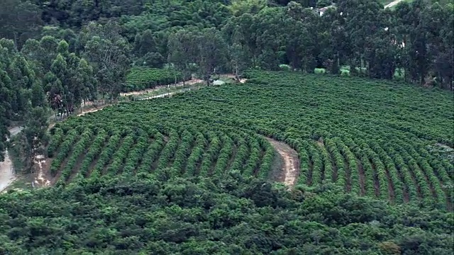 咖啡种植园南贝洛奥里藏特-鸟瞰图-米纳斯吉拉斯州，Ritápolis，巴西视频下载
