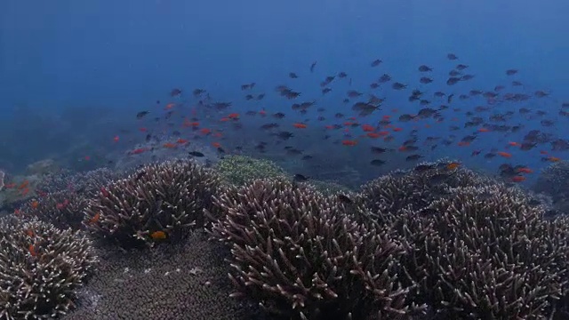 在西巴丹，大量的琴尾花冠在水下游动(4K)视频下载