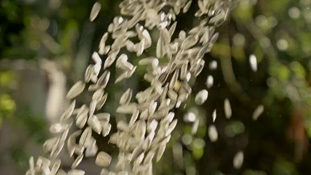 葵花籽落下的慢镜头视频下载
