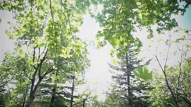 树叶从树上飘落视频素材