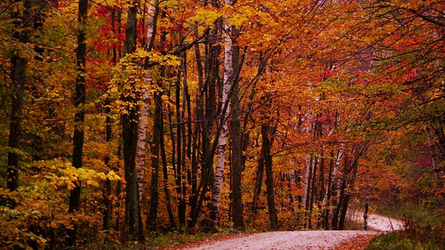 镜头移过蜿蜒的土路在森林里的彩色树木，树叶飘落在地上。视频素材