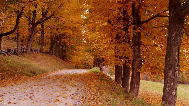 相机倾斜下来，从树冠的秋天彩色树叶揭示佛蒙特州肮脏的乡村道路。视频素材