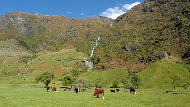 在山和瀑布附近的田野里吃草的牛视频素材