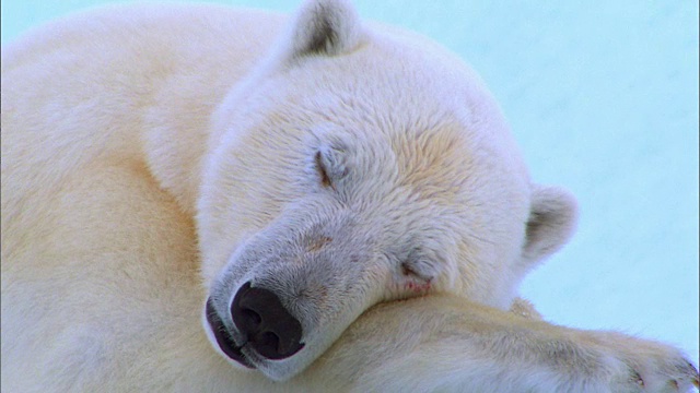 近距离观看北极熊在北极冰川上平静地睡觉视频下载
