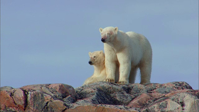 两只北极熊在岩石上四处张望视频下载