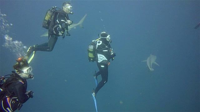 阿利瓦尔浅滩上的黑尖鲨视频素材